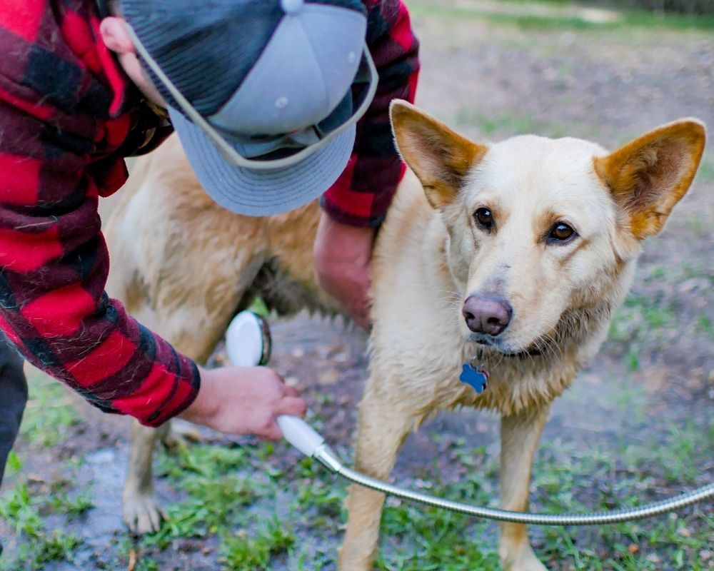 camping with dogs