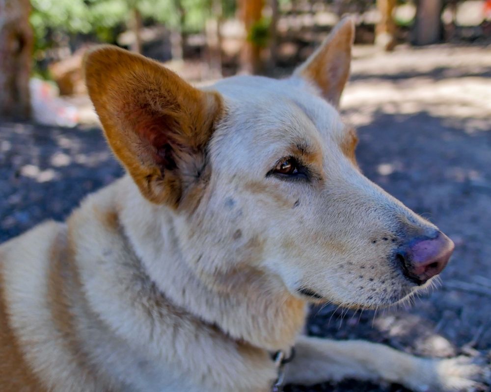 camping with dogs in Colorado